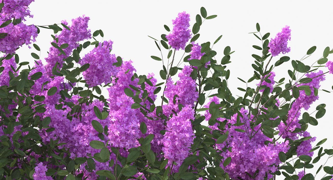 Tuscarora Crape Myrtle Tree 3D