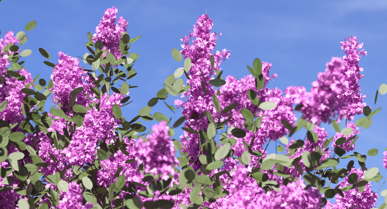 Tuscarora Crape Myrtle Tree 3D