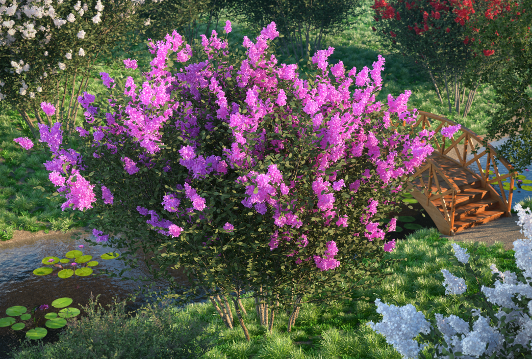 Tuscarora Crape Myrtle Tree 3D