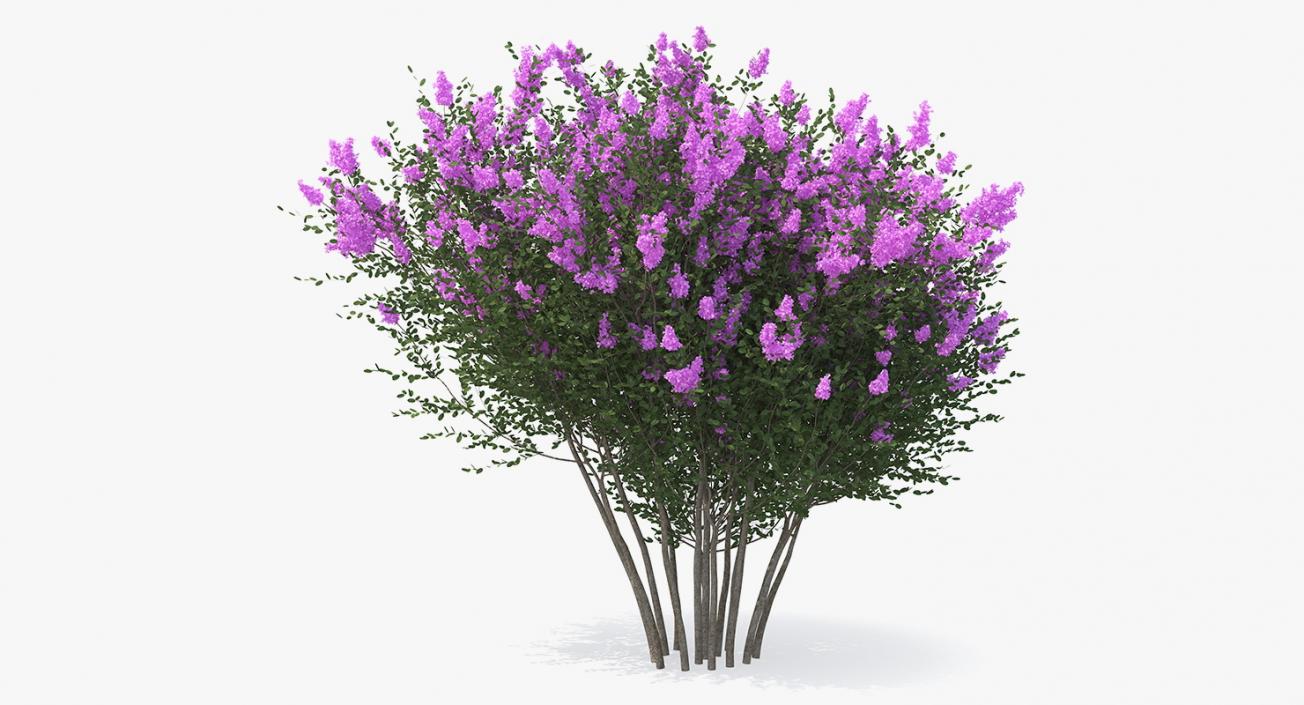 Tuscarora Crape Myrtle Tree 3D