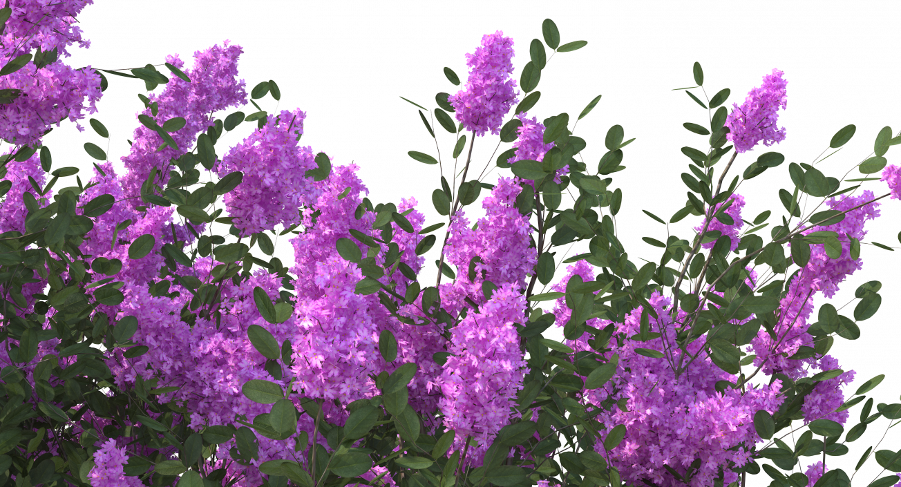 Tuscarora Crape Myrtle Tree 3D