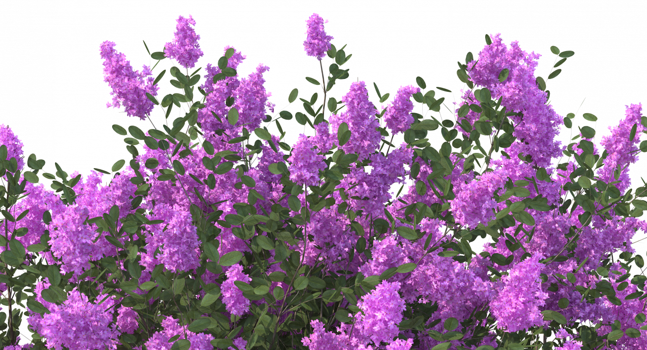 Tuscarora Crape Myrtle Tree 3D