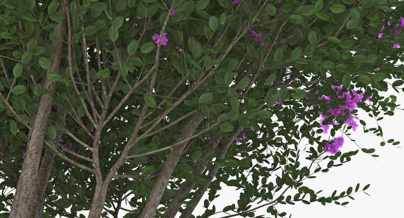 Tuscarora Crape Myrtle Tree 3D