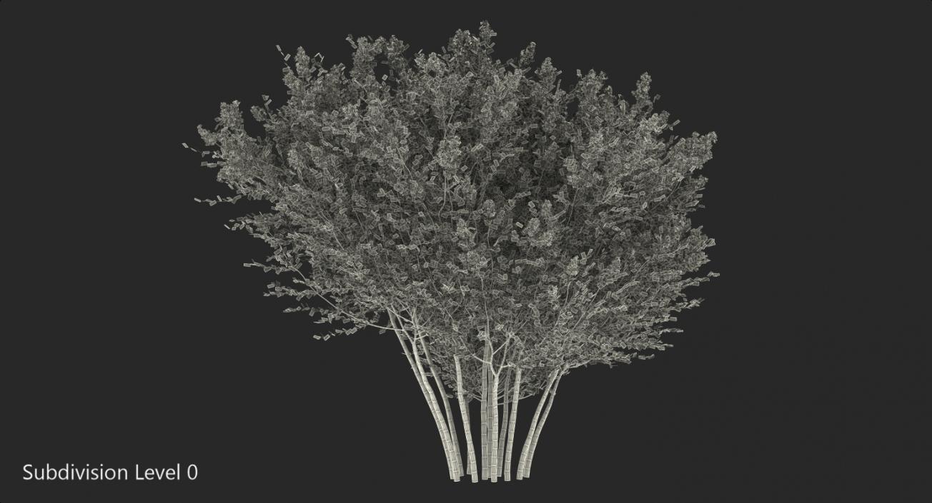 Tuscarora Crape Myrtle Tree 3D