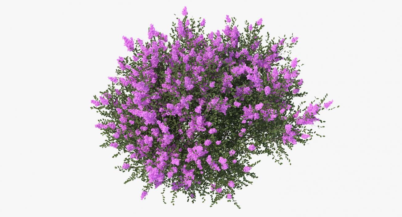 Tuscarora Crape Myrtle Tree 3D