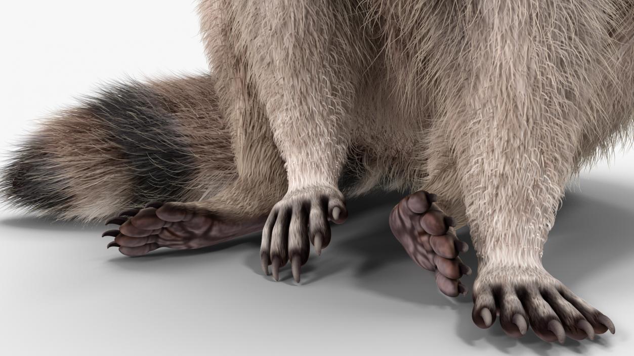 Raccoon Sitting Pose Fur 3D model