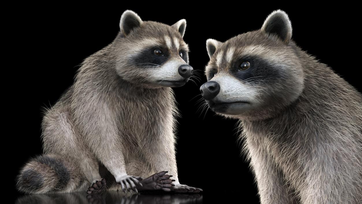 Raccoon Sitting Pose Fur 3D model