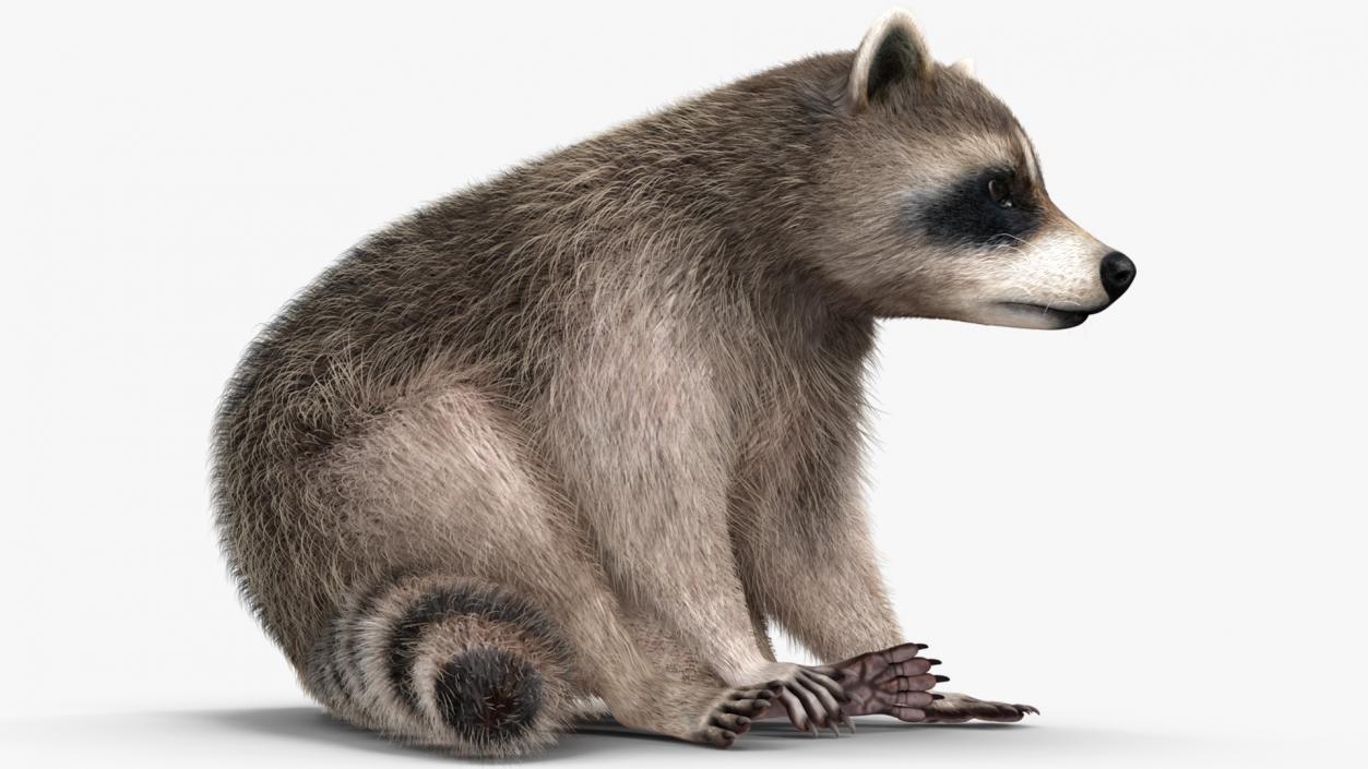 Raccoon Sitting Pose Fur 3D model