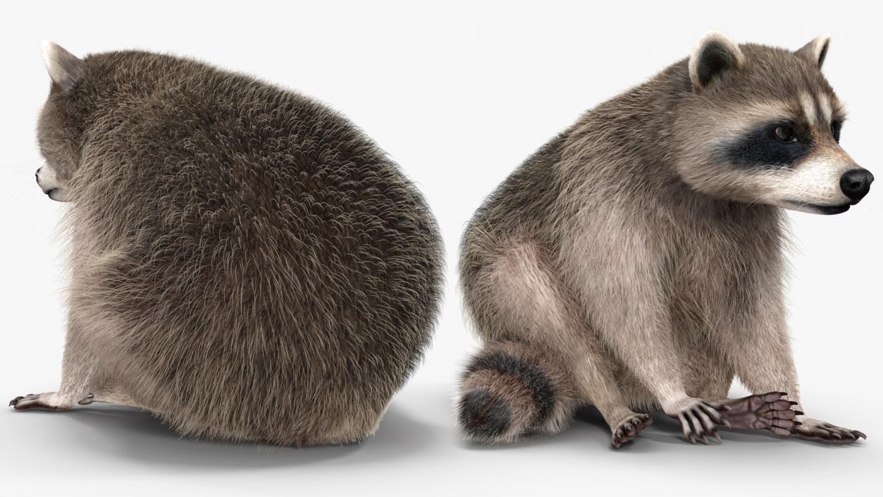 Raccoon Sitting Pose Fur 3D model