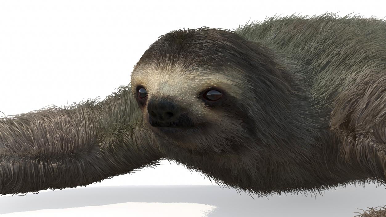 3D Sloth Crawls Fur