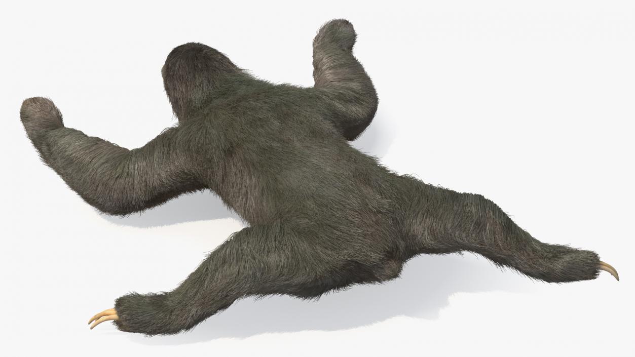 3D Sloth Crawls Fur