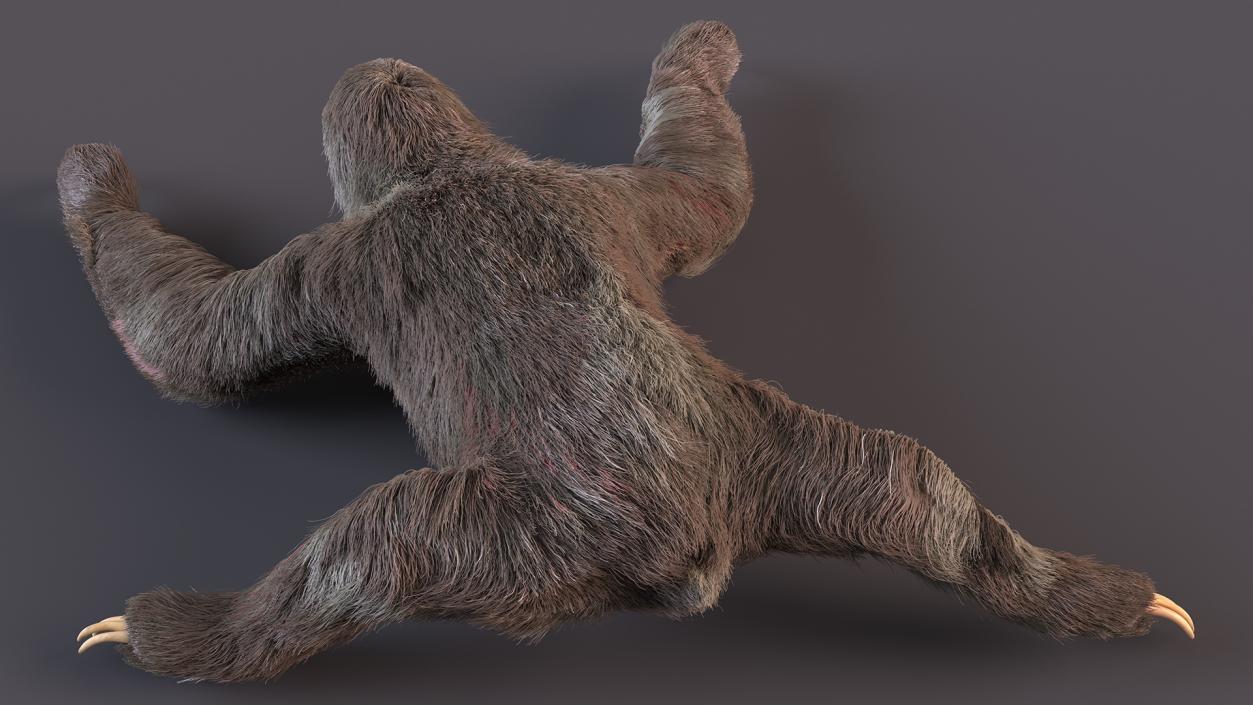 3D Sloth Crawls Fur