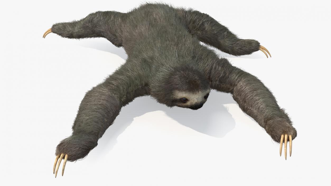 3D Sloth Crawls Fur