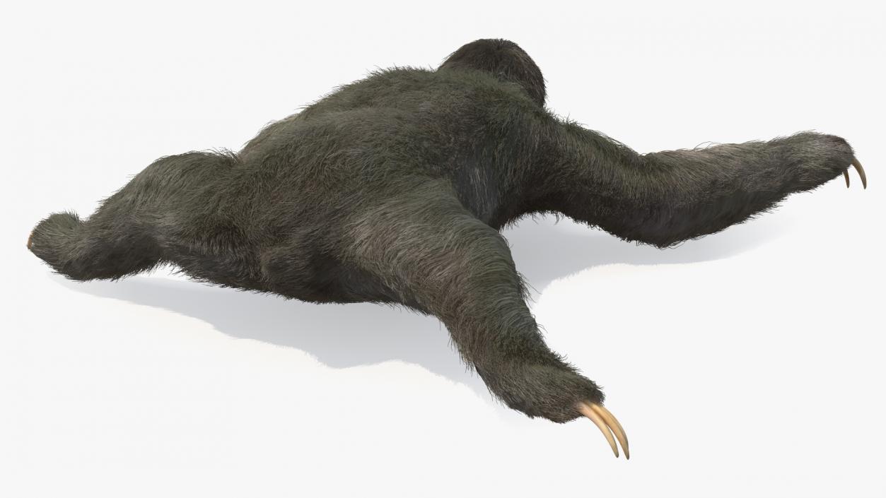 3D Sloth Crawls Fur