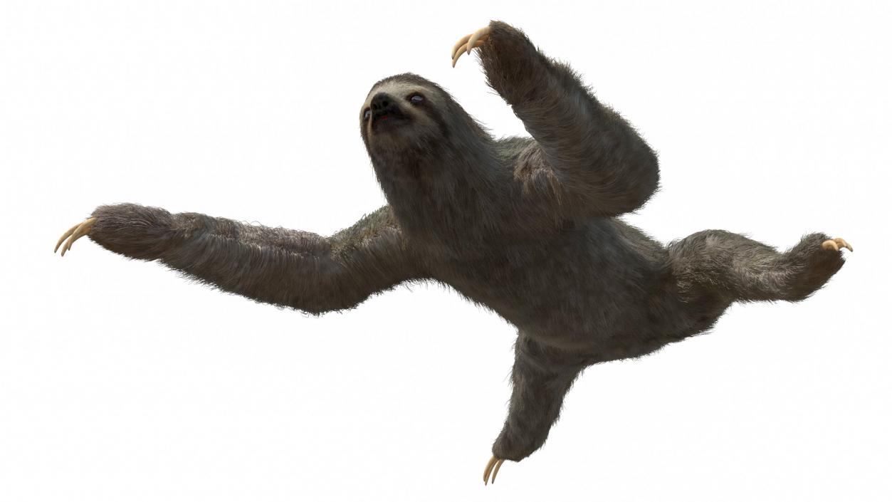 3D Sloth Crawls Fur