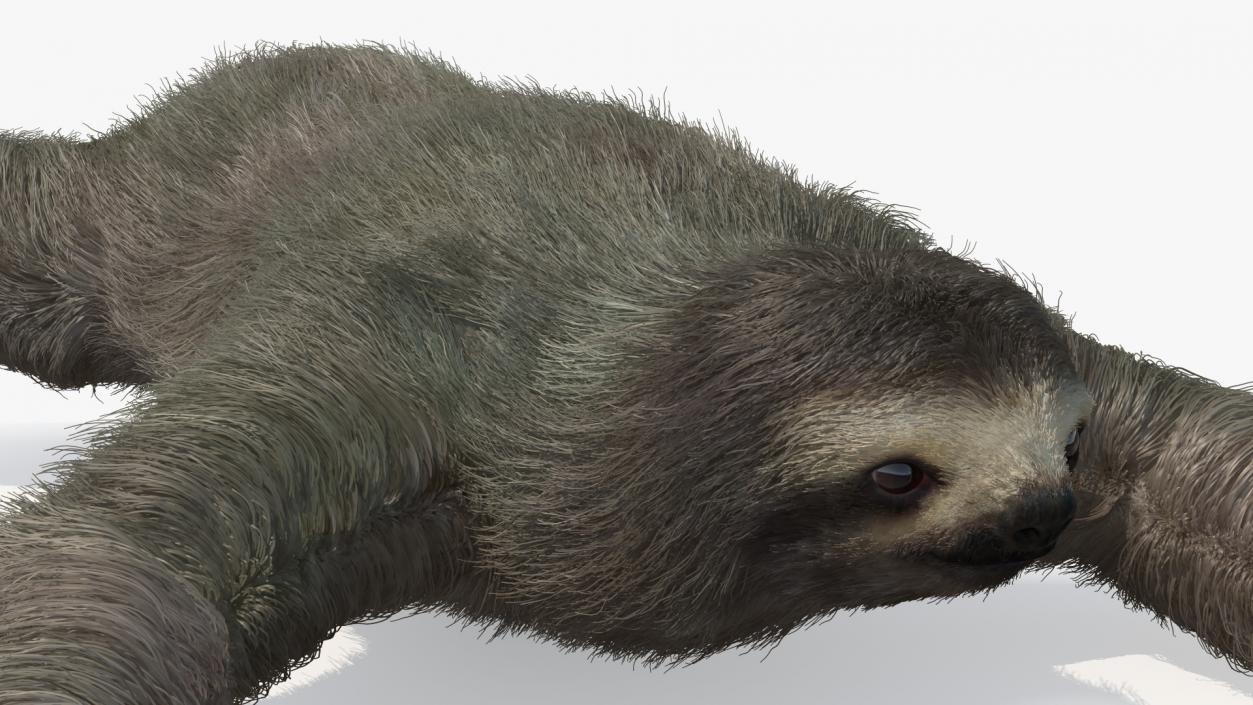 3D Sloth Crawls Fur