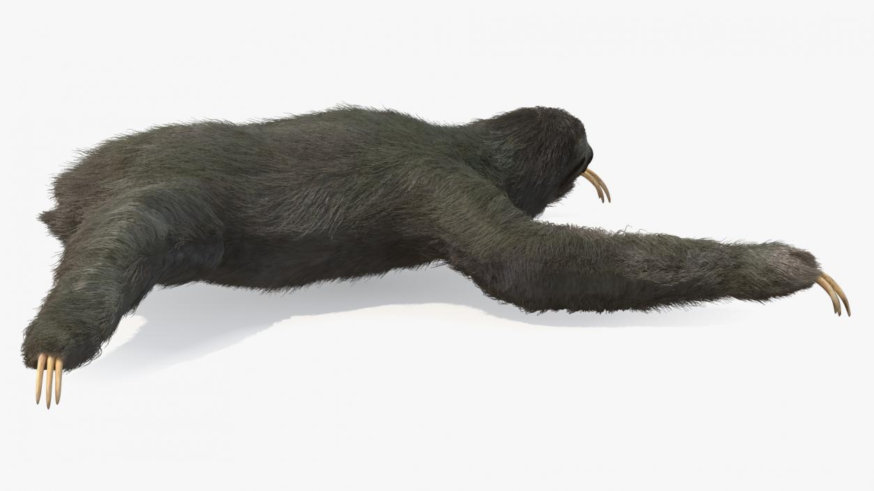 3D Sloth Crawls Fur