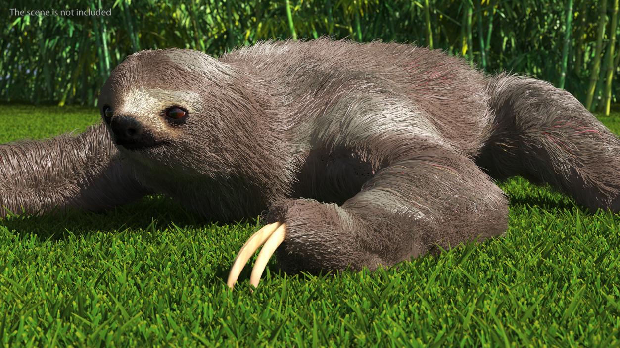 3D Sloth Crawls Fur