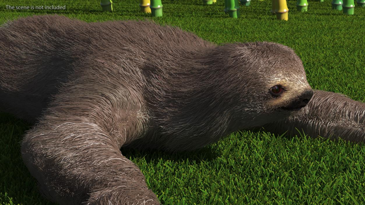 3D Sloth Crawls Fur