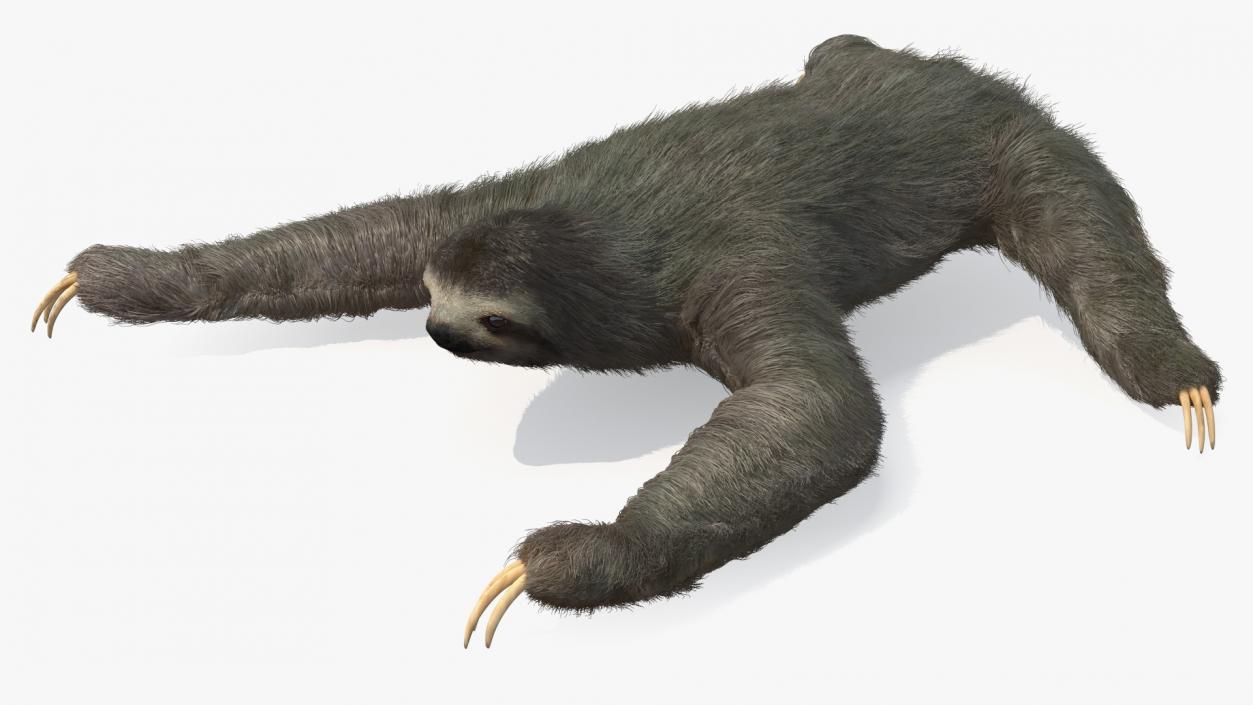 3D Sloth Crawls Fur