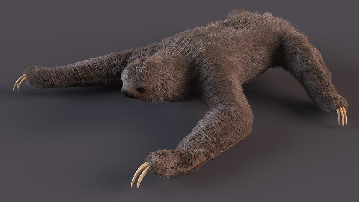 3D Sloth Crawls Fur