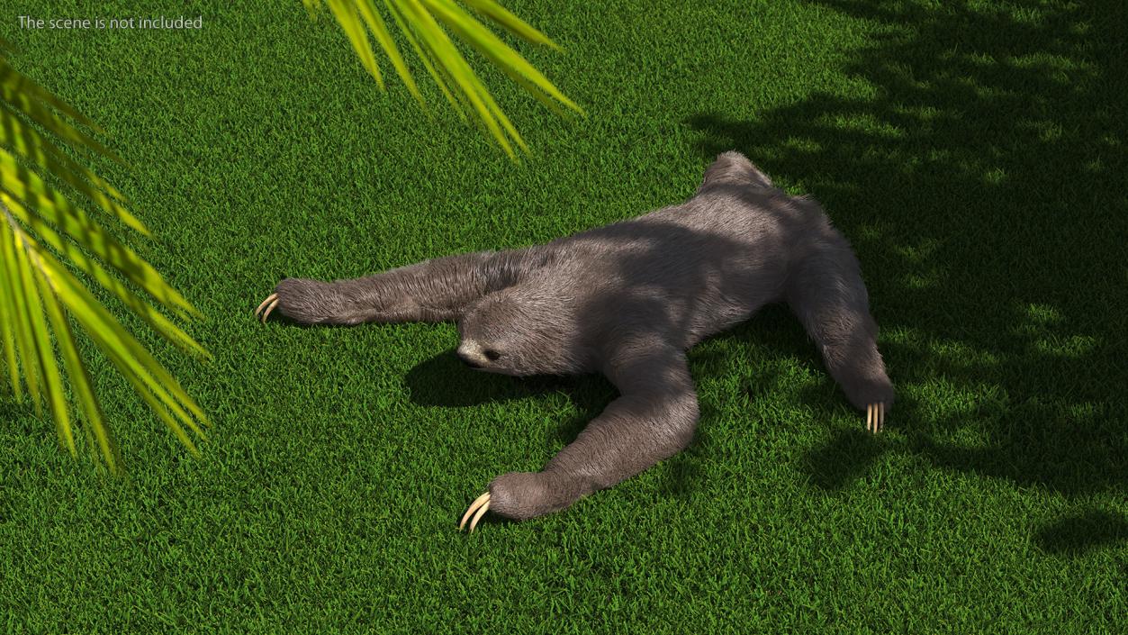 3D Sloth Crawls Fur