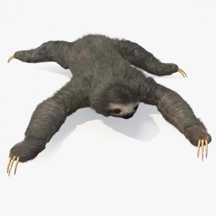 3D Sloth Crawls Fur