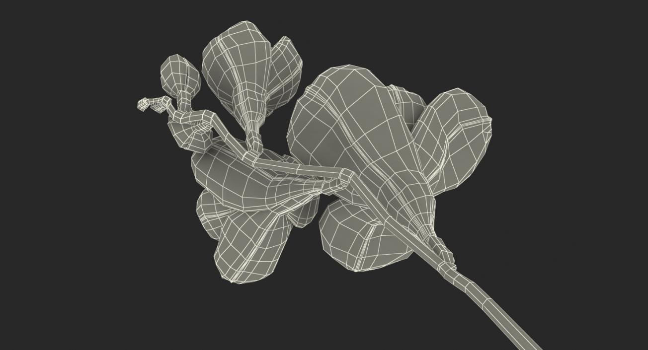 3D model White Freesia Flower