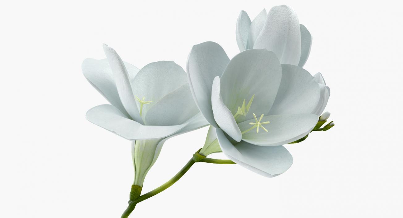 3D model White Freesia Flower