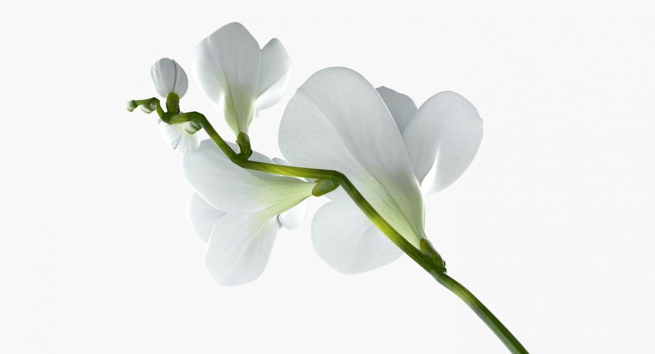 3D model White Freesia Flower