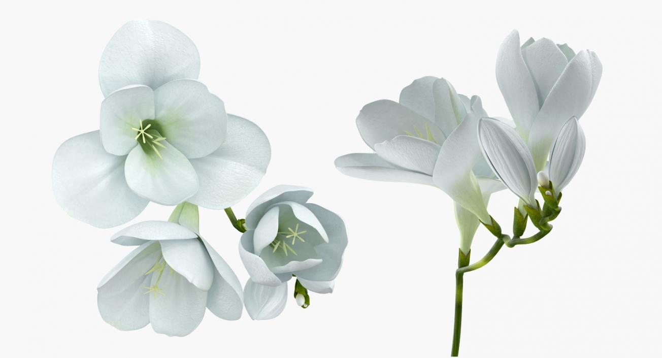 3D model White Freesia Flower