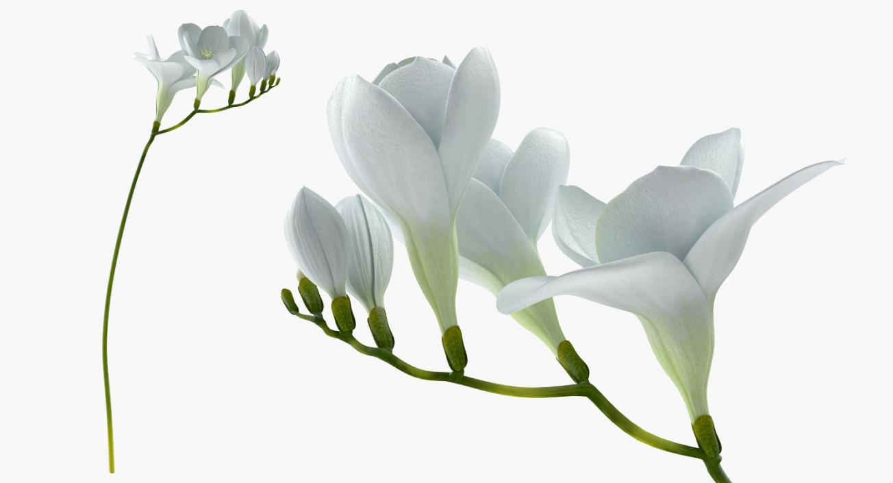 3D model White Freesia Flower