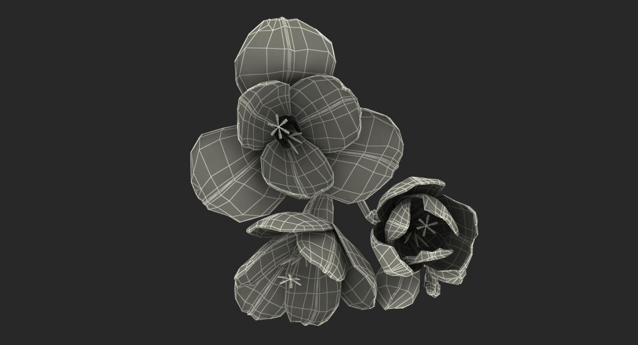 3D model White Freesia Flower