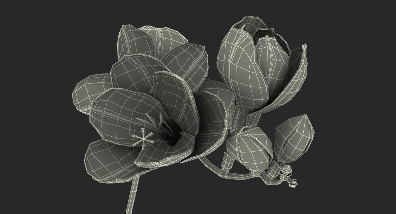 3D model White Freesia Flower