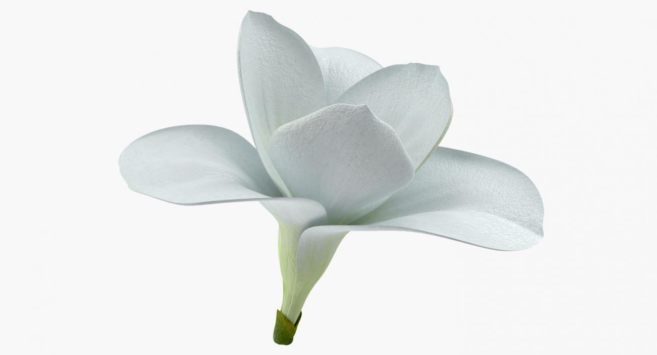 3D model White Freesia Flower