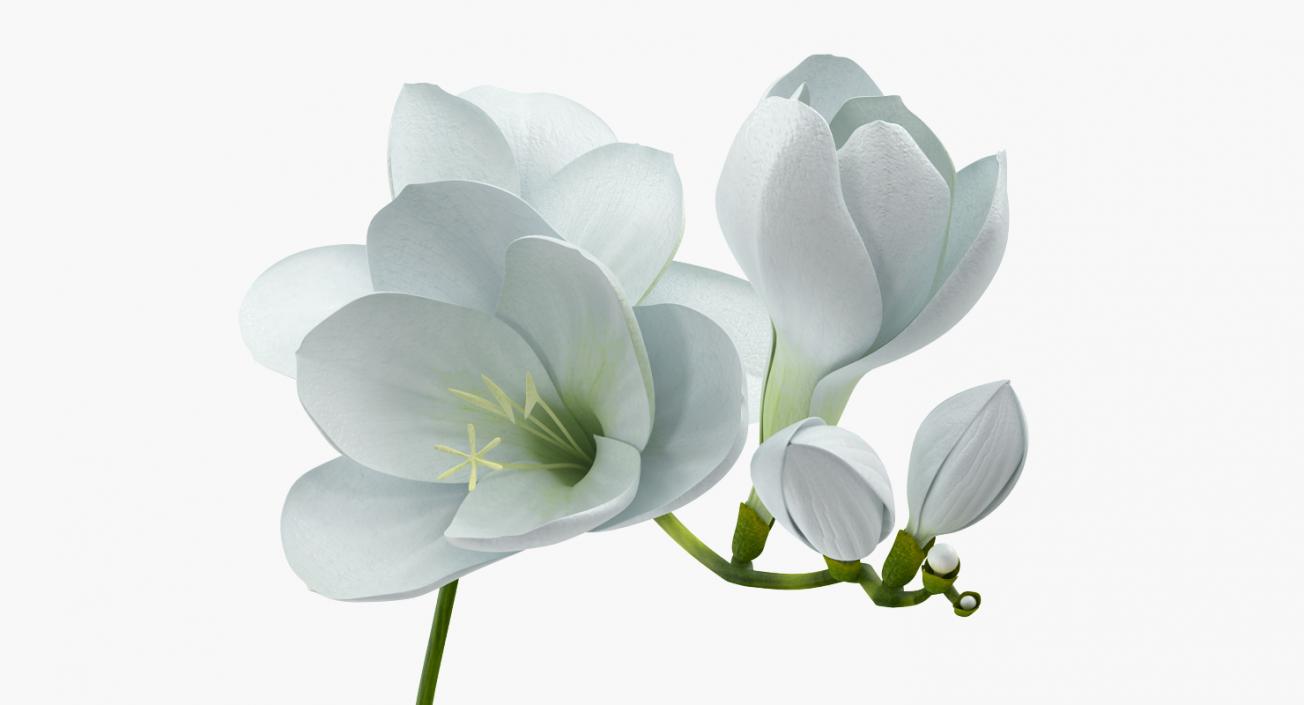 3D model White Freesia Flower