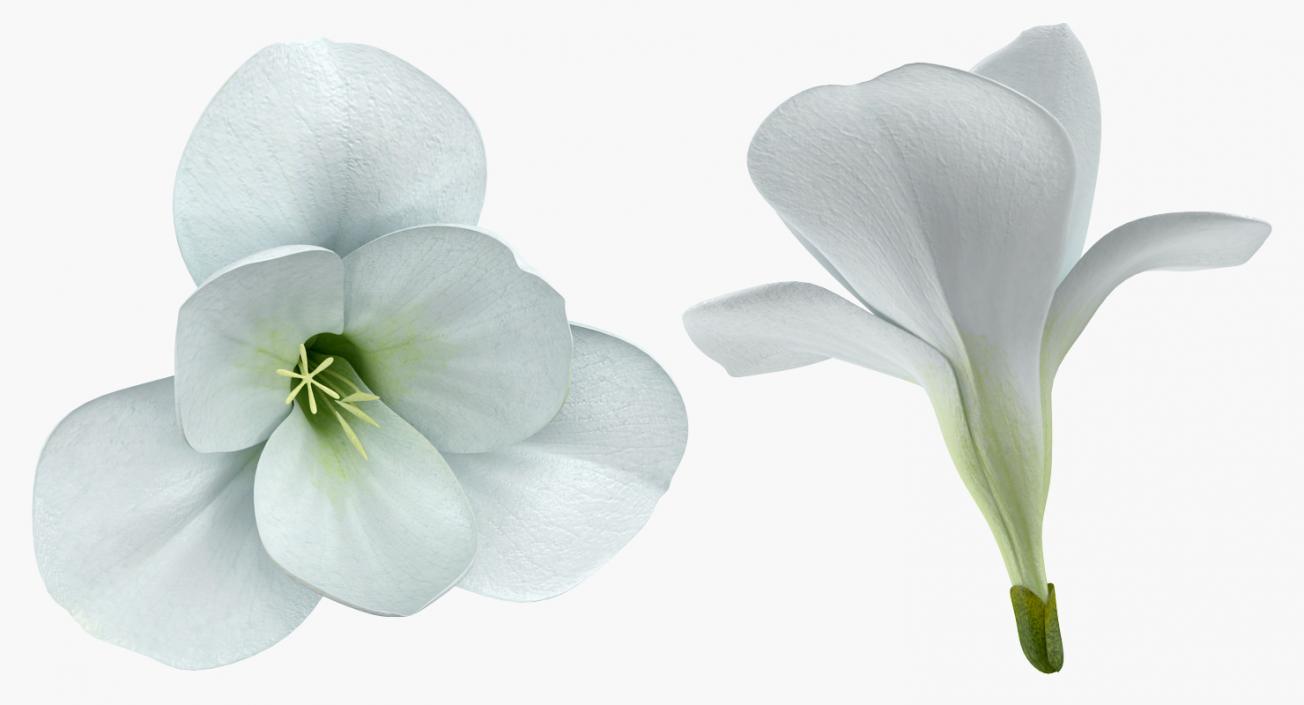 3D model White Freesia Flower