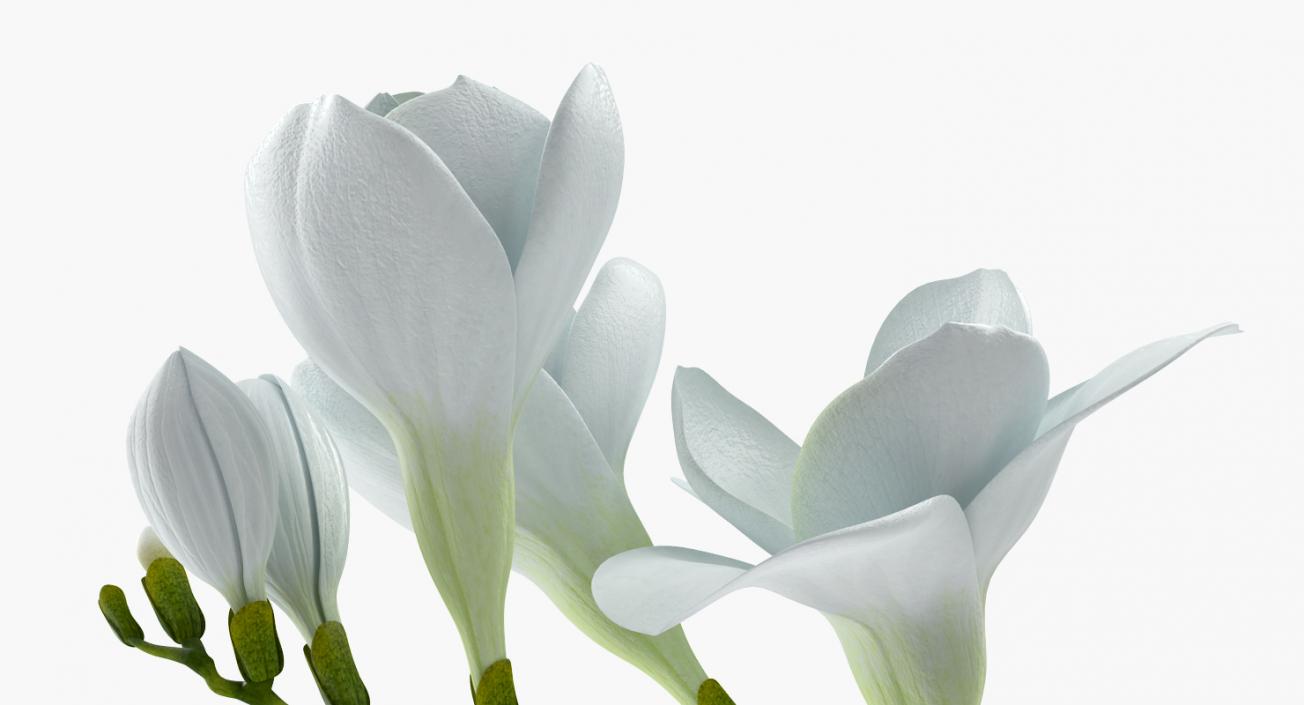 3D model White Freesia Flower