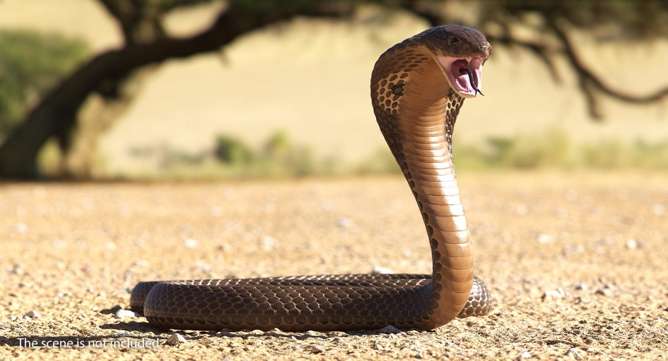 Snakes Collection 5 3D model