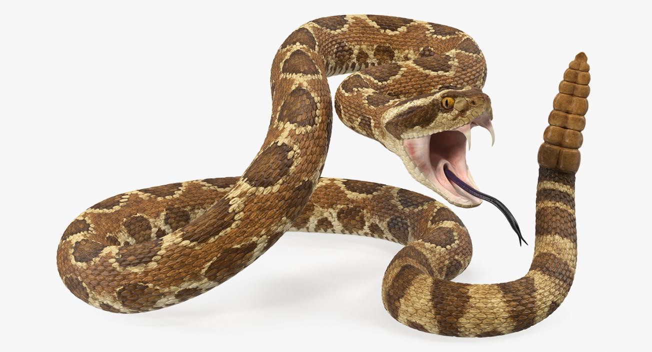 Snakes Collection 5 3D model