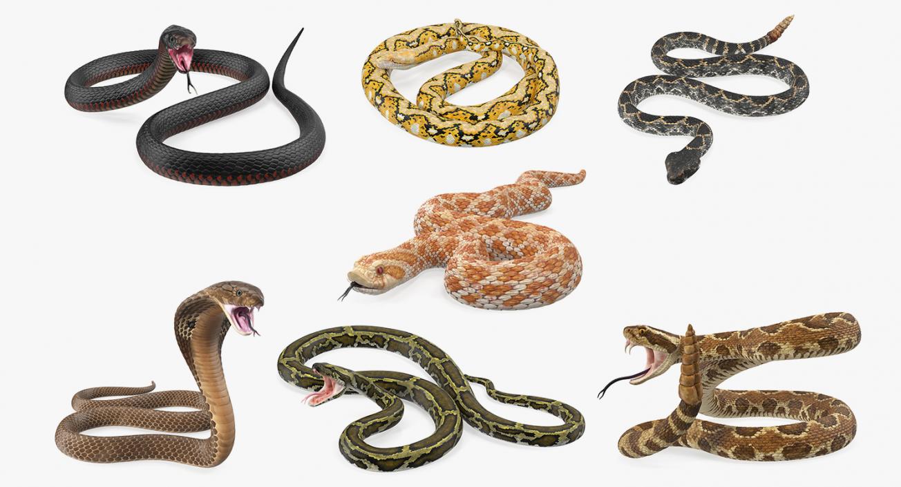 Snakes Collection 5 3D model