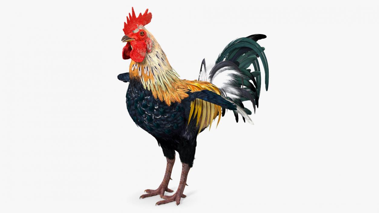 3D model Rainbow Rooster Cock