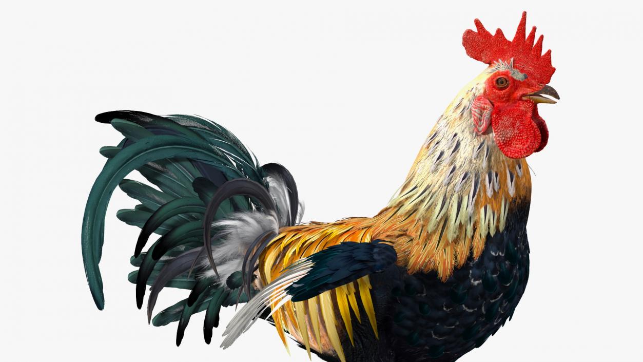 3D model Rainbow Rooster Cock