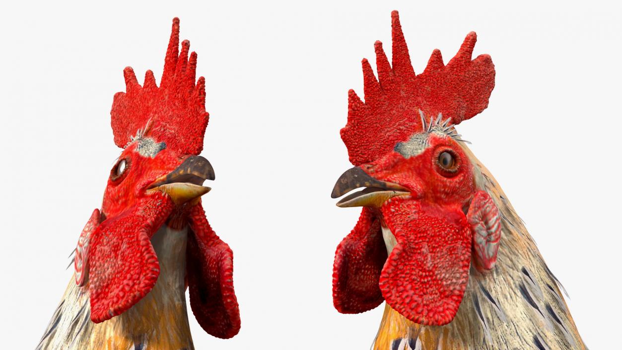 3D model Rainbow Rooster Cock