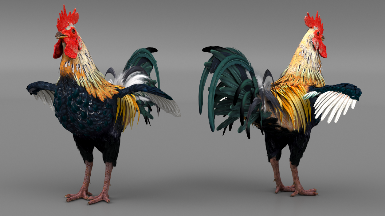 3D model Rainbow Rooster Cock