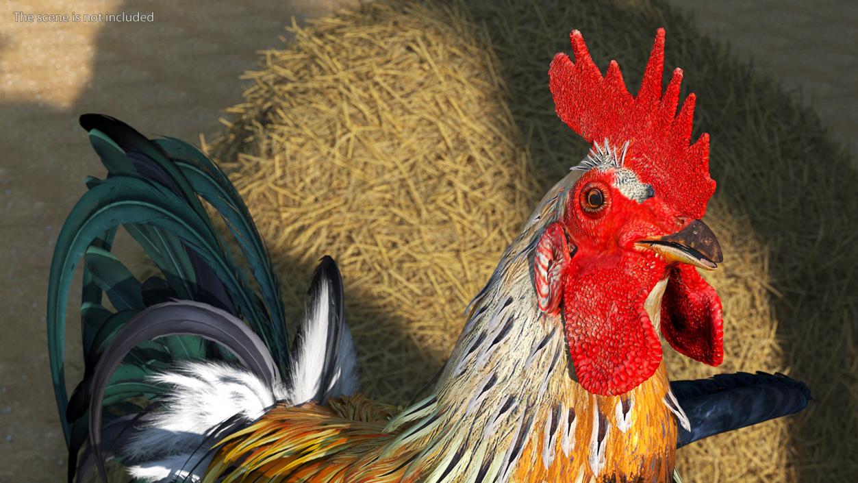 3D model Rainbow Rooster Cock