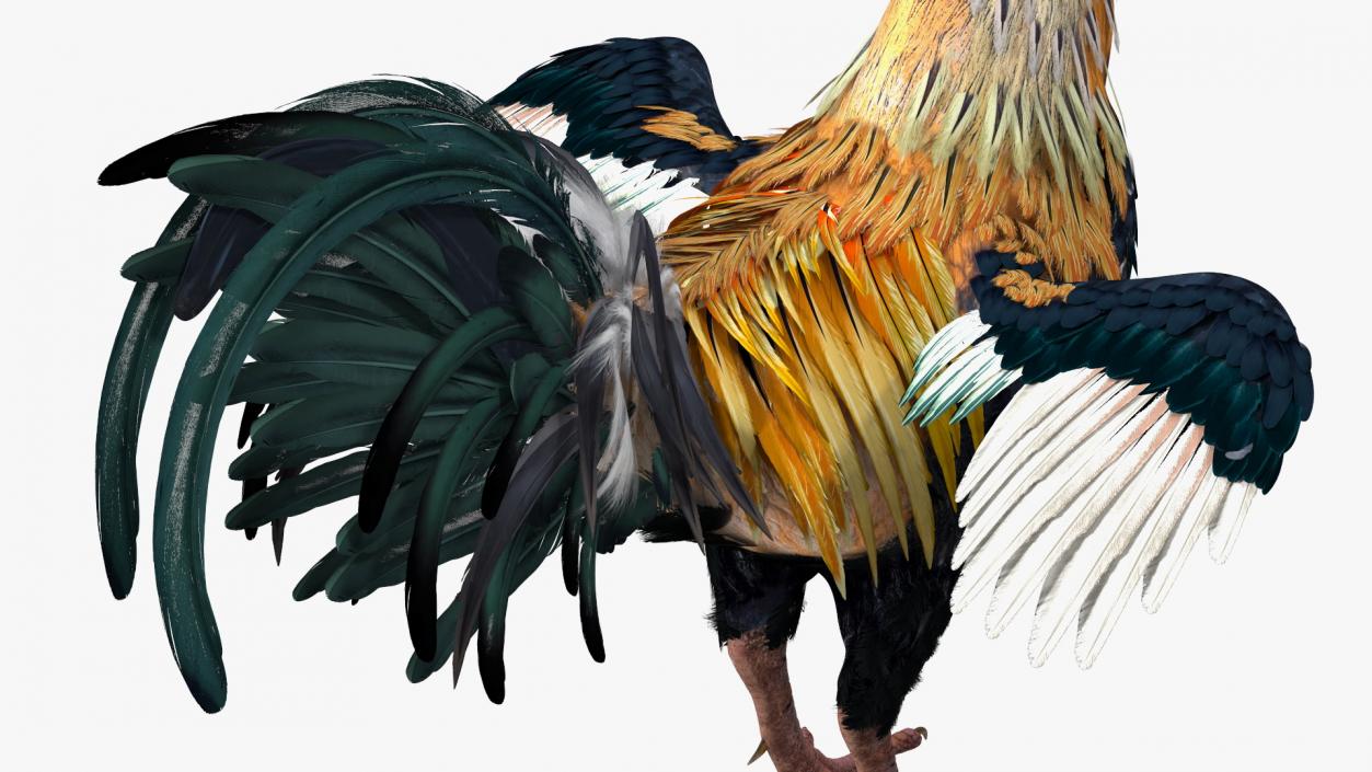 3D model Rainbow Rooster Cock