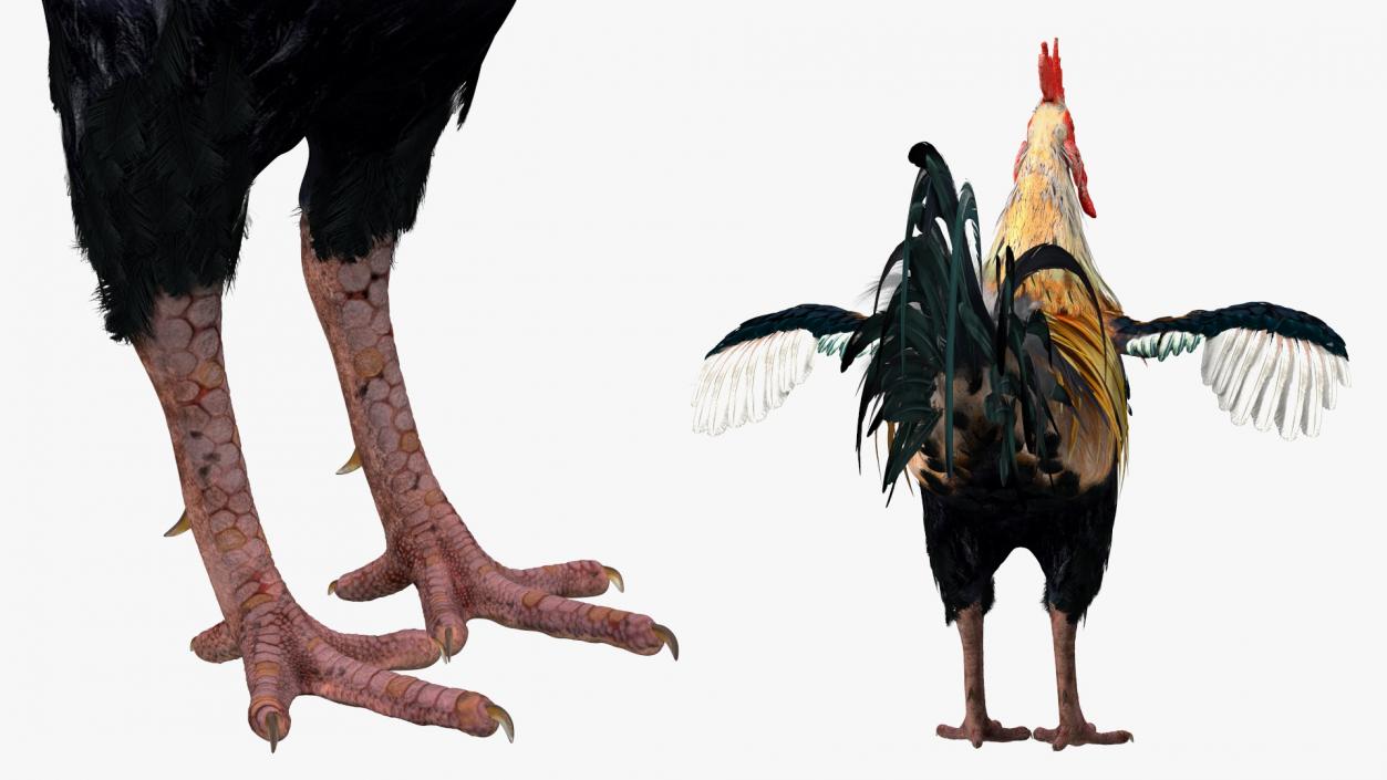 3D model Rainbow Rooster Cock