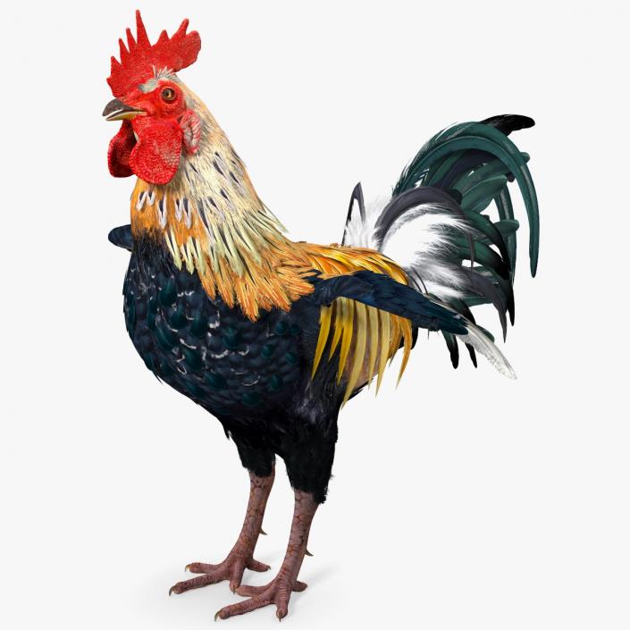 3D model Rainbow Rooster Cock