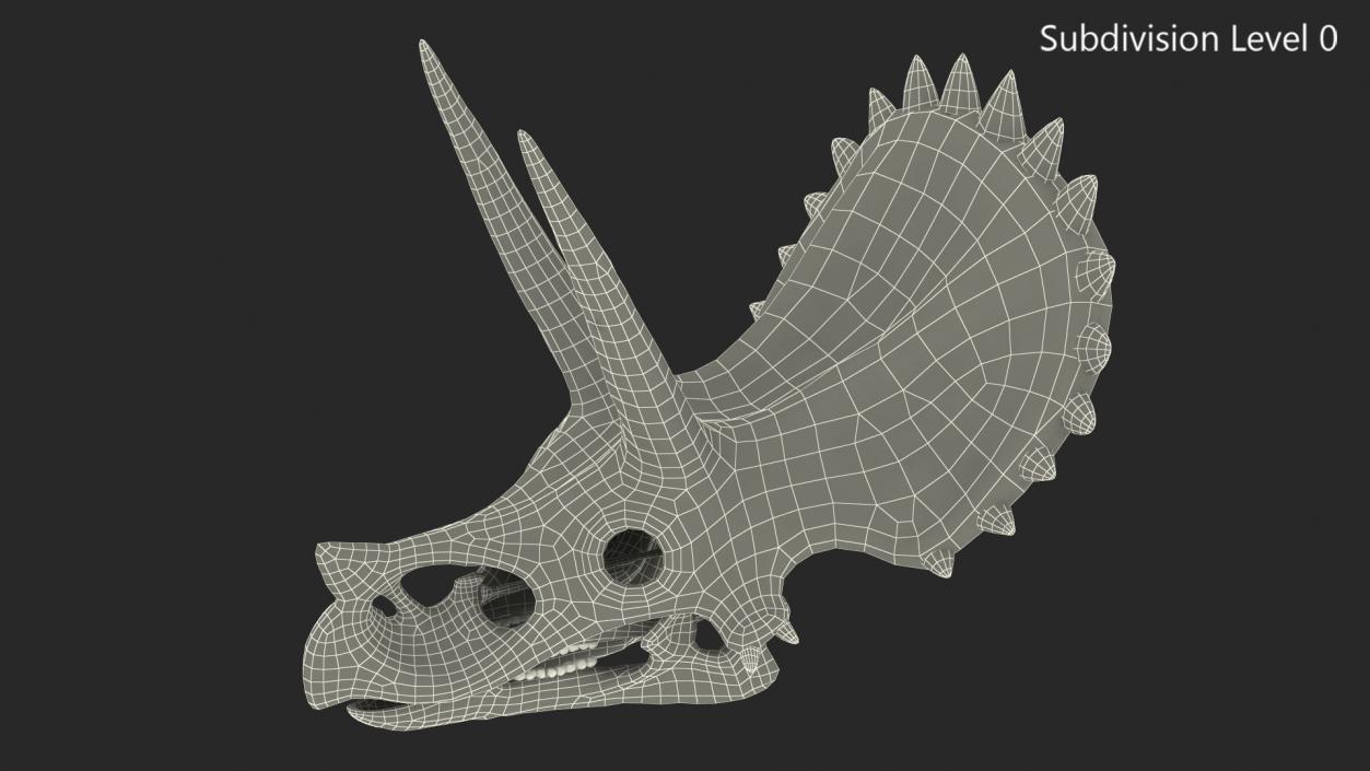 Triceratops Skull Fossil 3D model